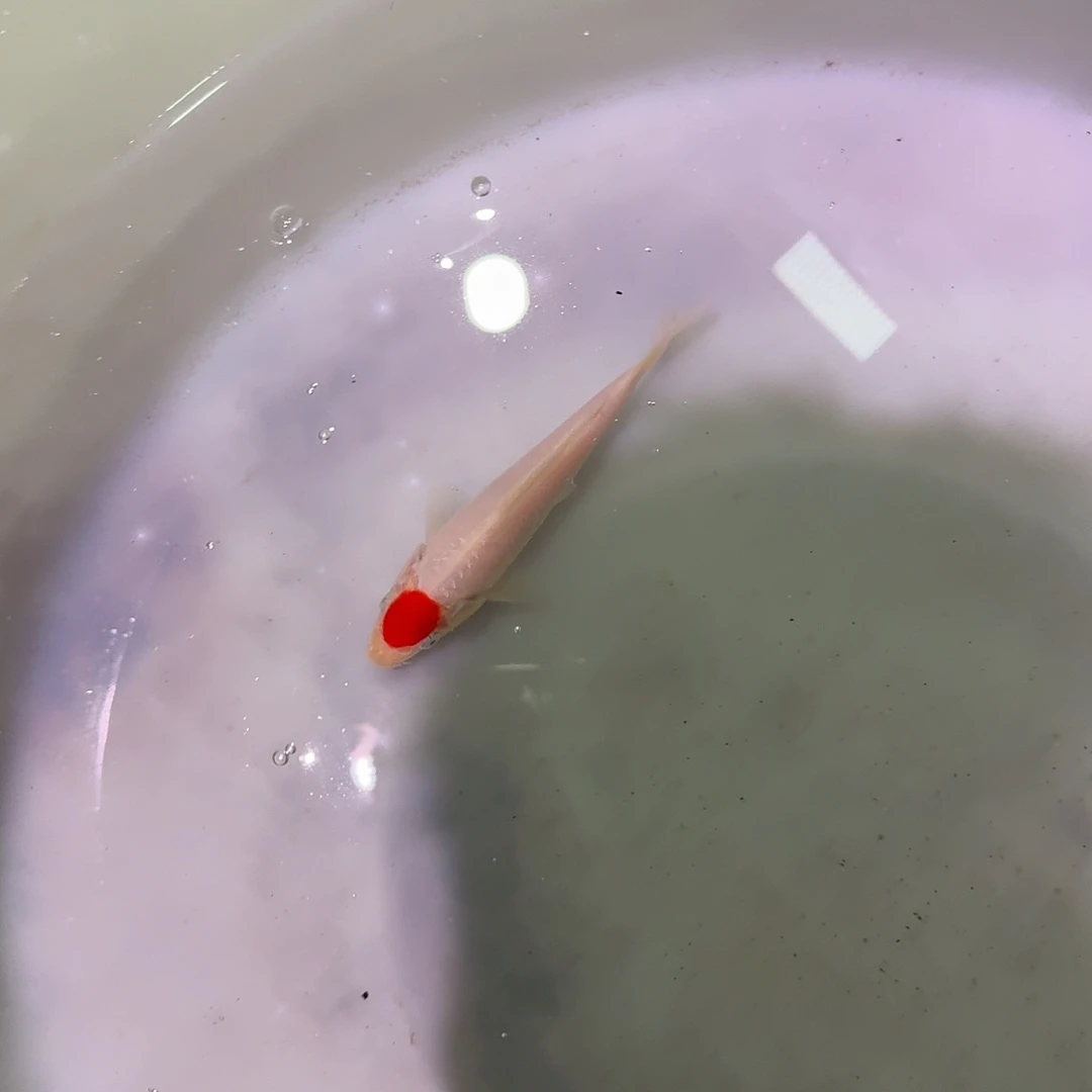 锦鲤阪井子一代单顶红白幼鱼