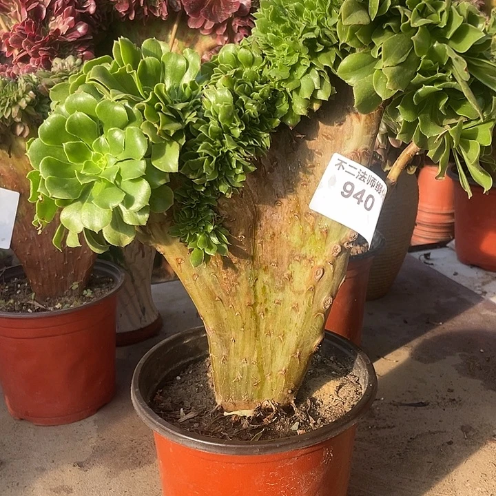 940，绿羊绒缀叶展28，包邮