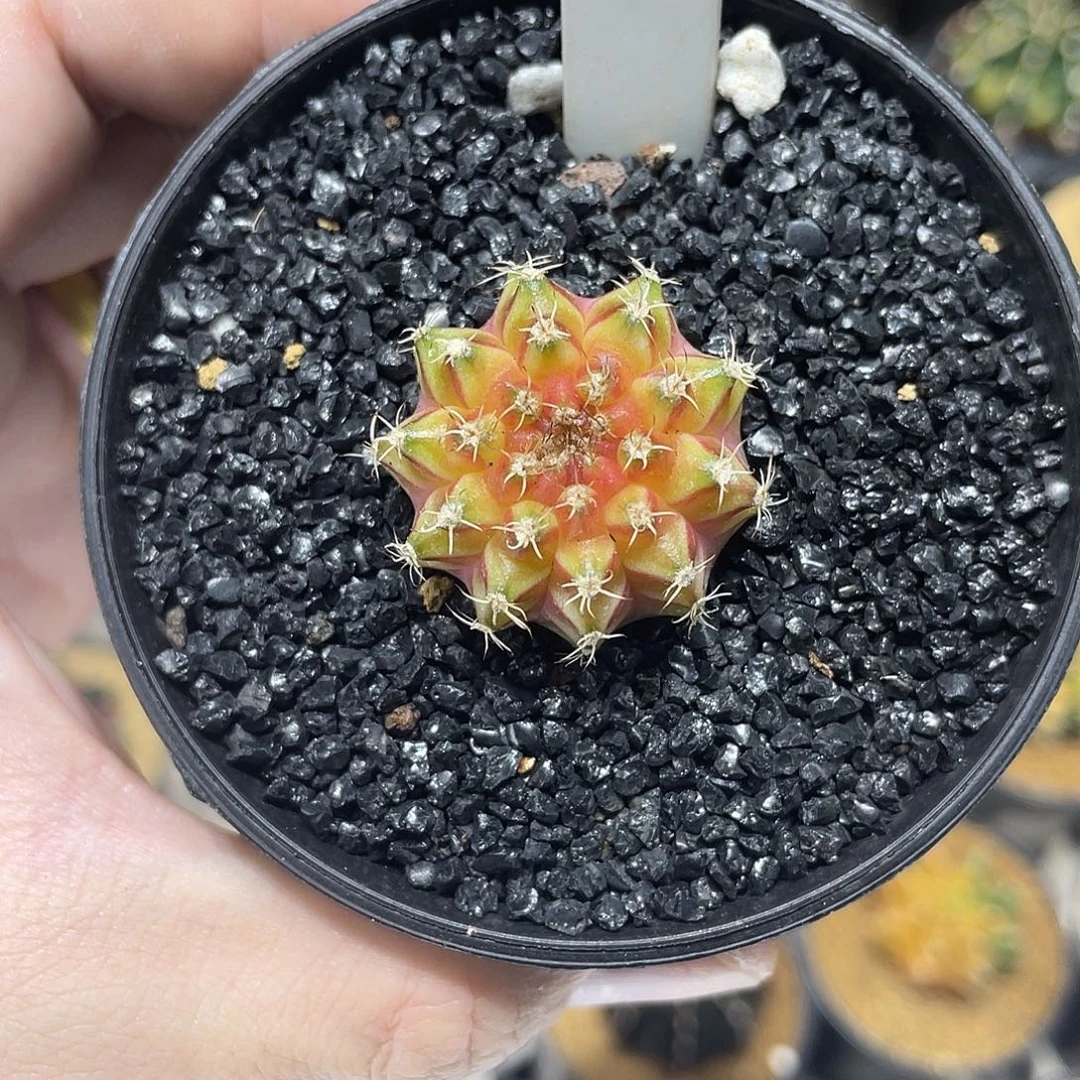 精品小轮回———————-