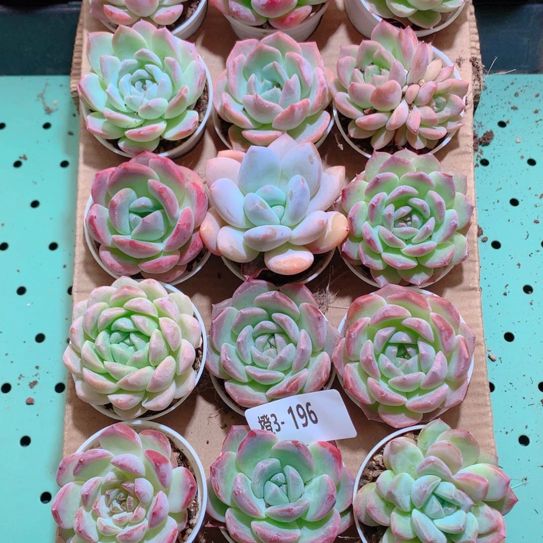 3-196一物一拍带盆18颗