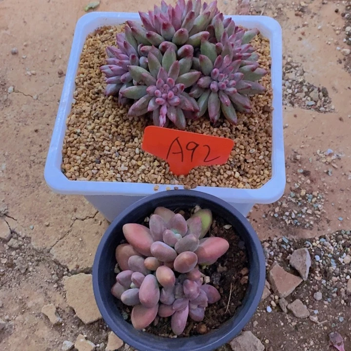 馨*在家干吗你现在不说话