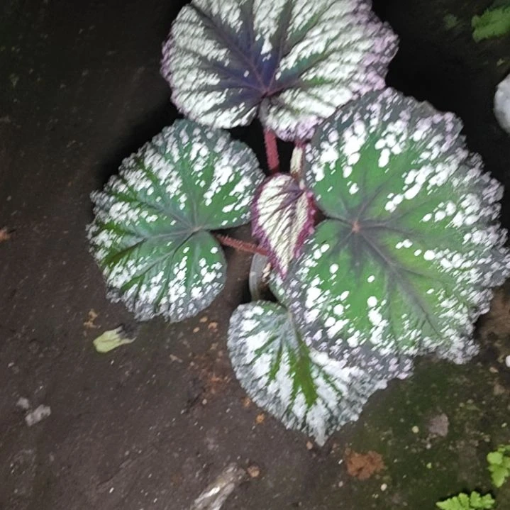 焰火秋海棠一物一拍