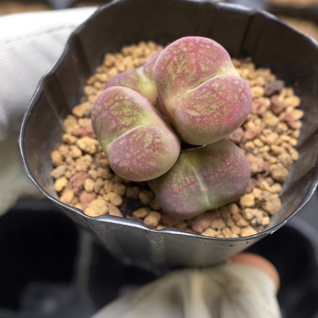 多肉植物肉锥杂交K-3634 墨杂