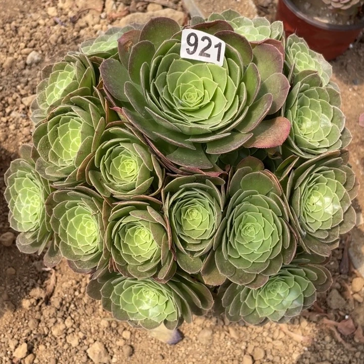 921多肉植物圣罗兰