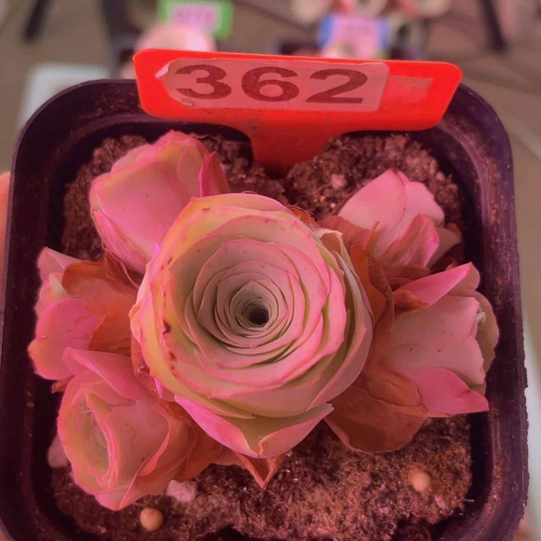 多头玫瑰群一物一拍362