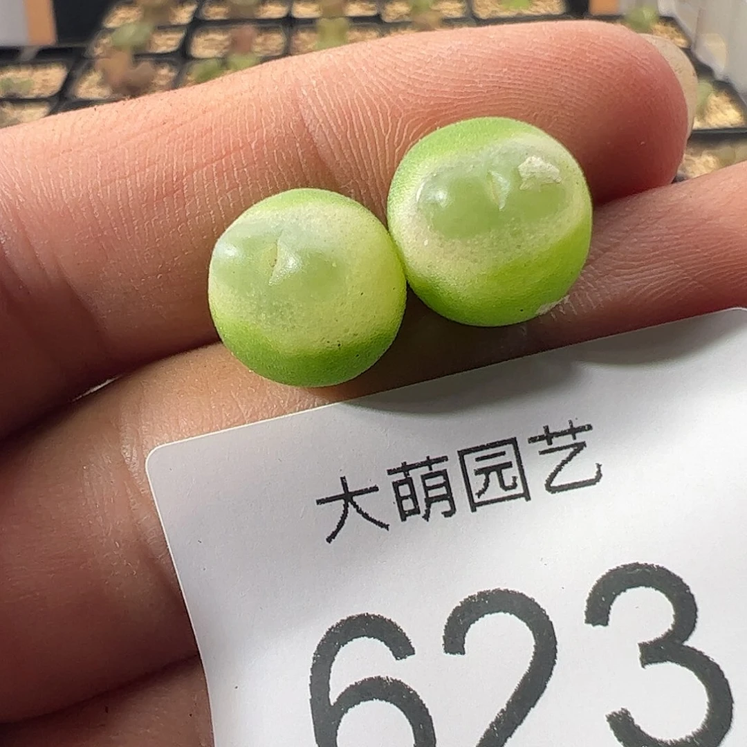 一物一拍微瑕福利623