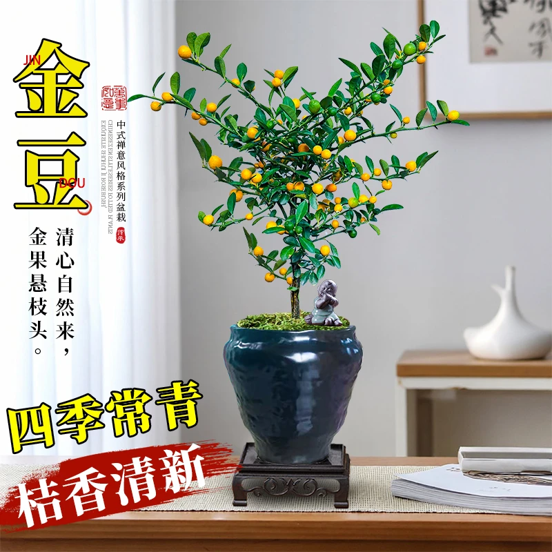 金豆小金桔带果绿植办公室内茶桌创意摆件耐寒盆栽年宵花卉小绿植