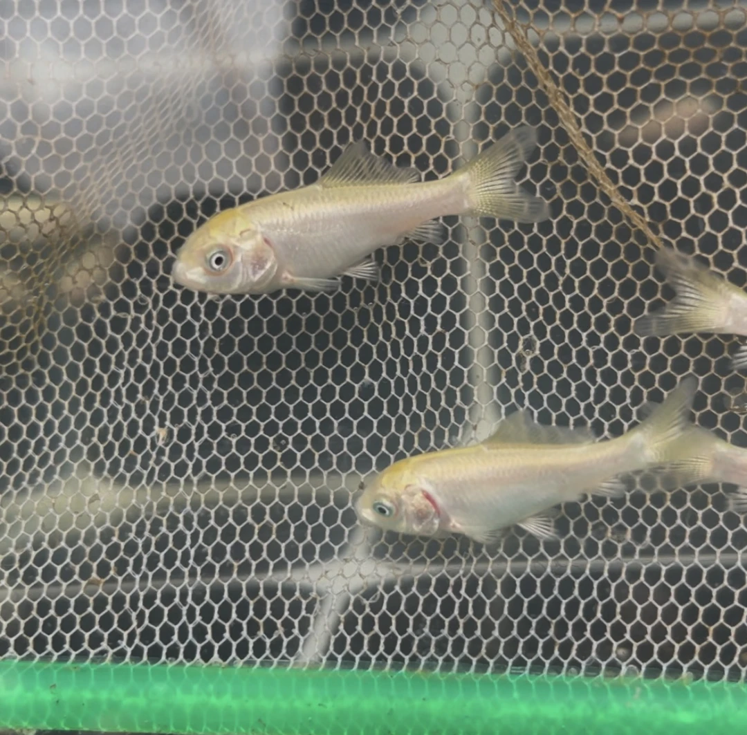 圆头圆手蝴蝶鲤鱼苗