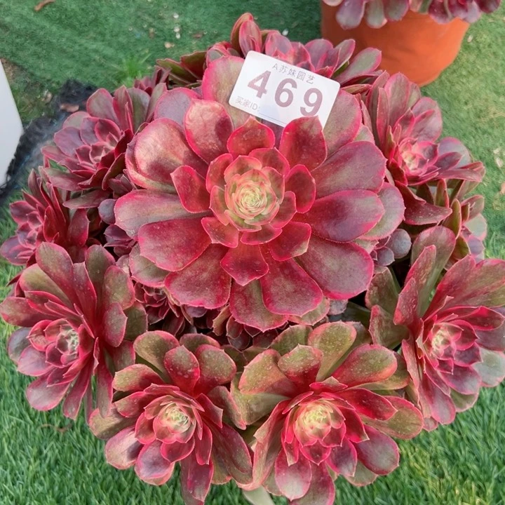 完全开放469克拉恋人法师