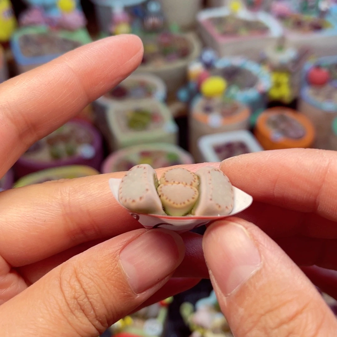 曦861. 678876786776867767