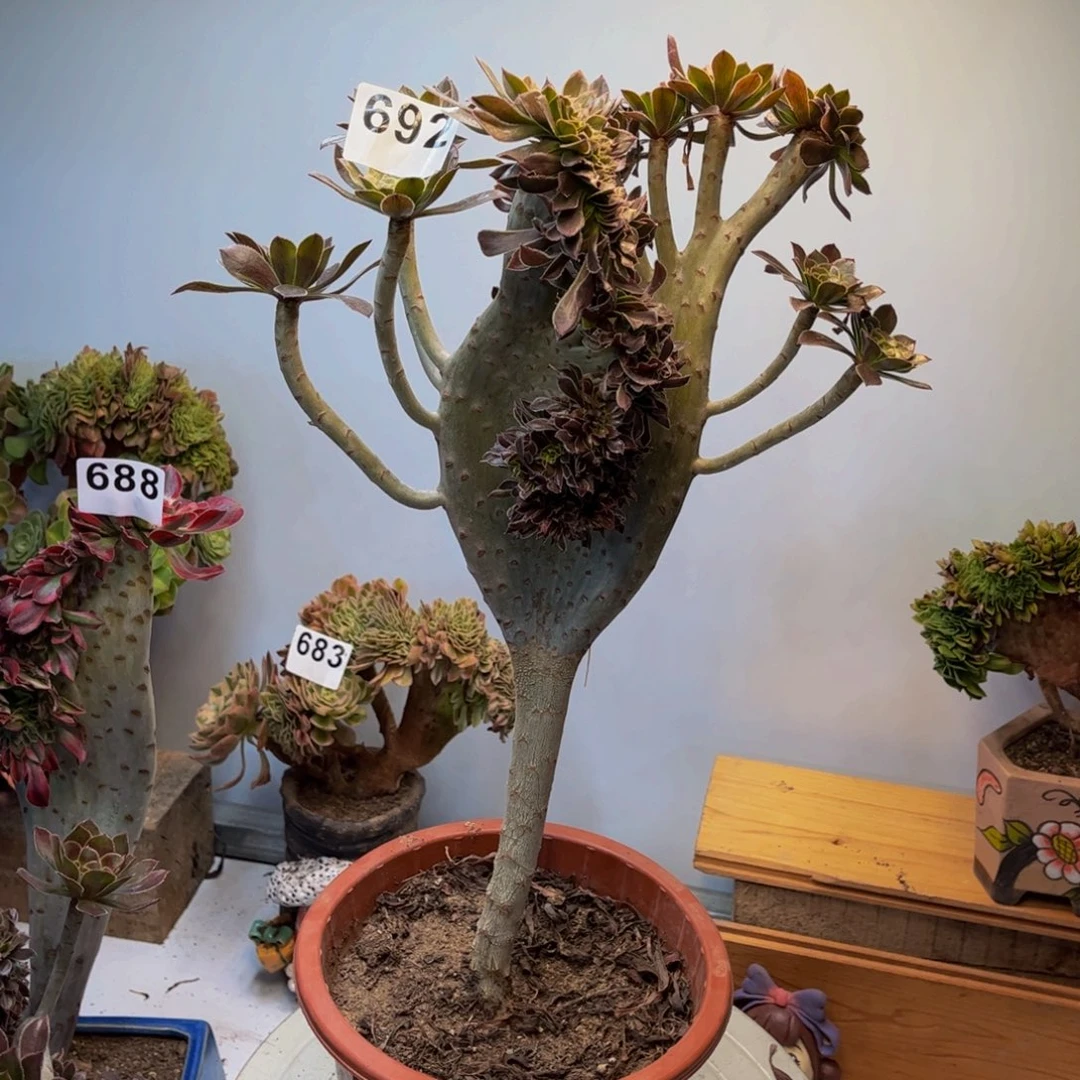 多肉植物灰法师缀692