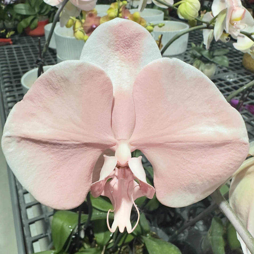 【桃花朵朵】蝴蝶兰 马卡龙色系 创意 好养花期长基地直发喷色工艺