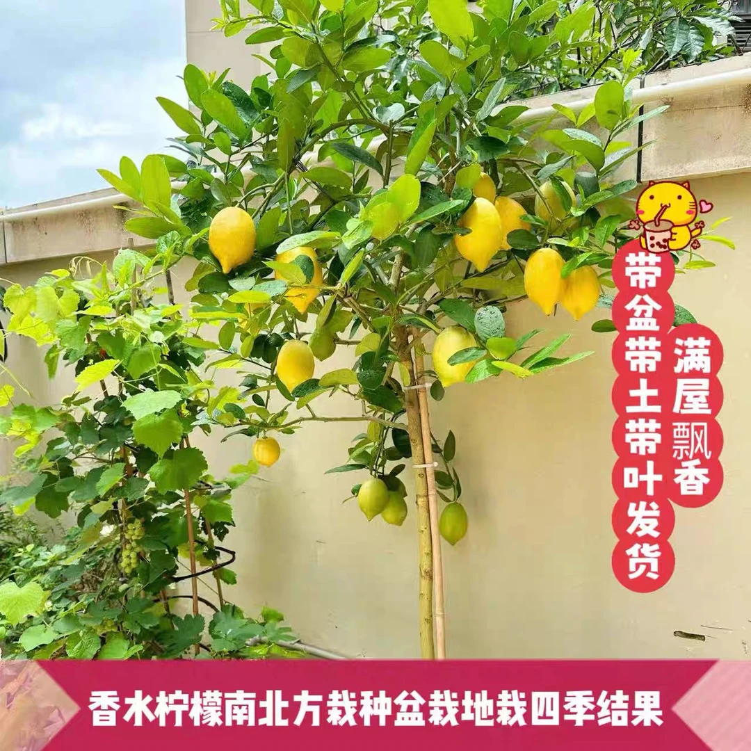 香水柠檬果树苗庭院地栽阳台盆栽都合适新手也能种