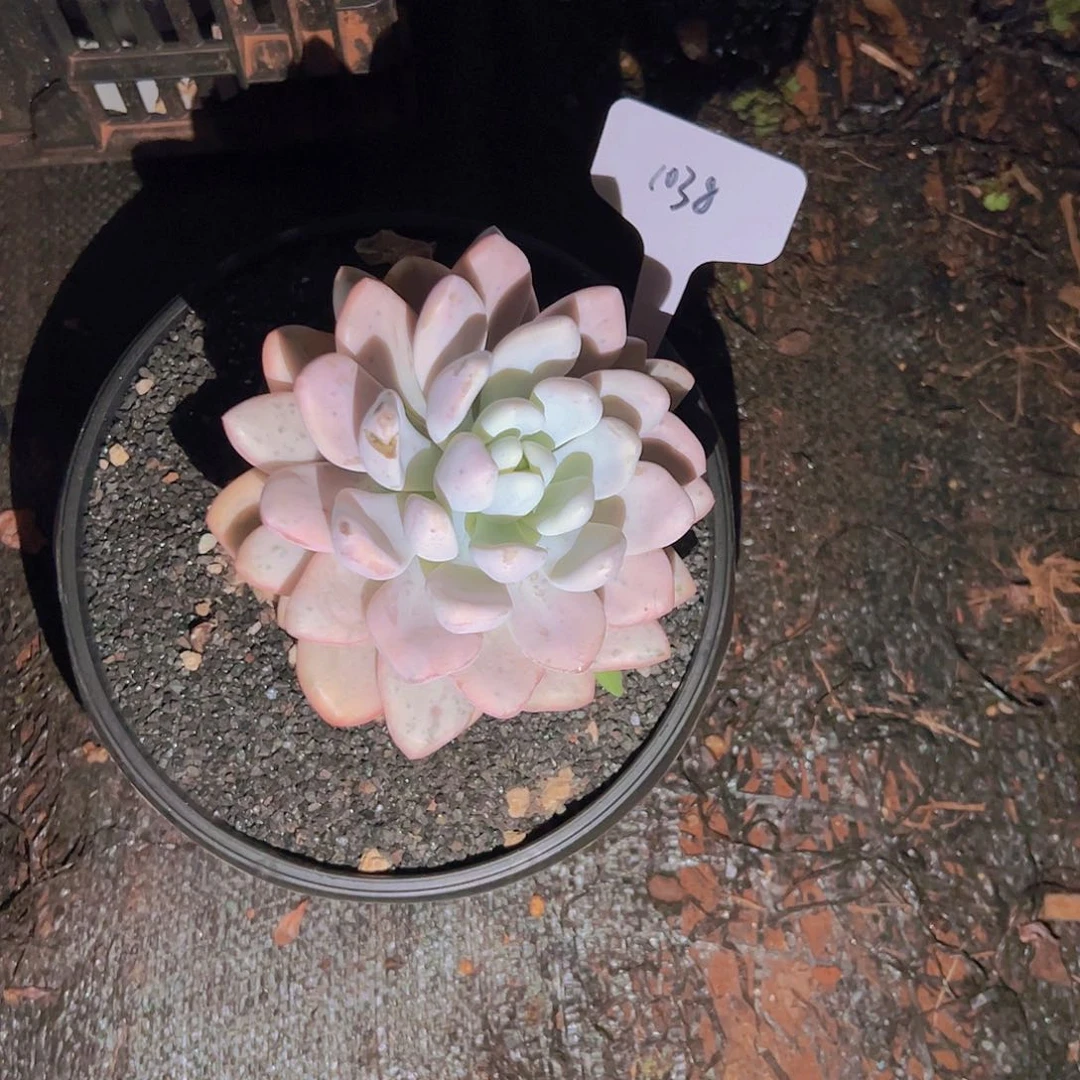 娇*1038奥普锦48。。。。