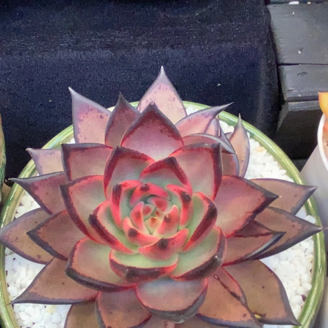 黑檀汁多肉植物盆栽