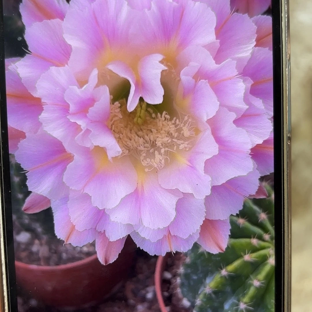 彩草紫霞仙子8公分左右