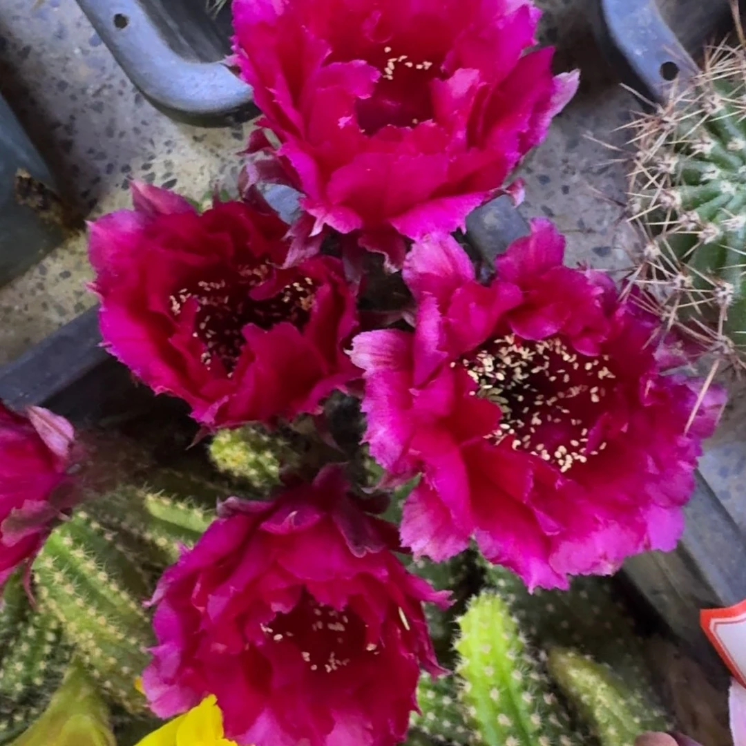 2彩草红衣主教歪4公分左右无根侧牙，20包邮