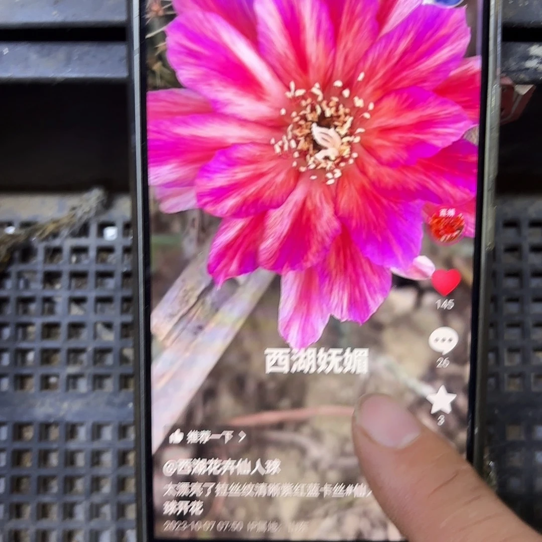 妩媚丽花侧牙20包邮仙人球55