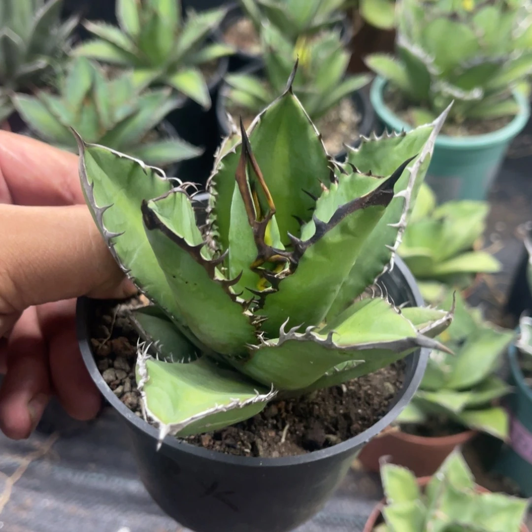 黑火焰仁王冠小号