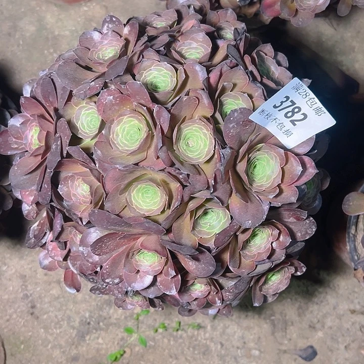 无花朵3782魅金玫瑰多肉植物