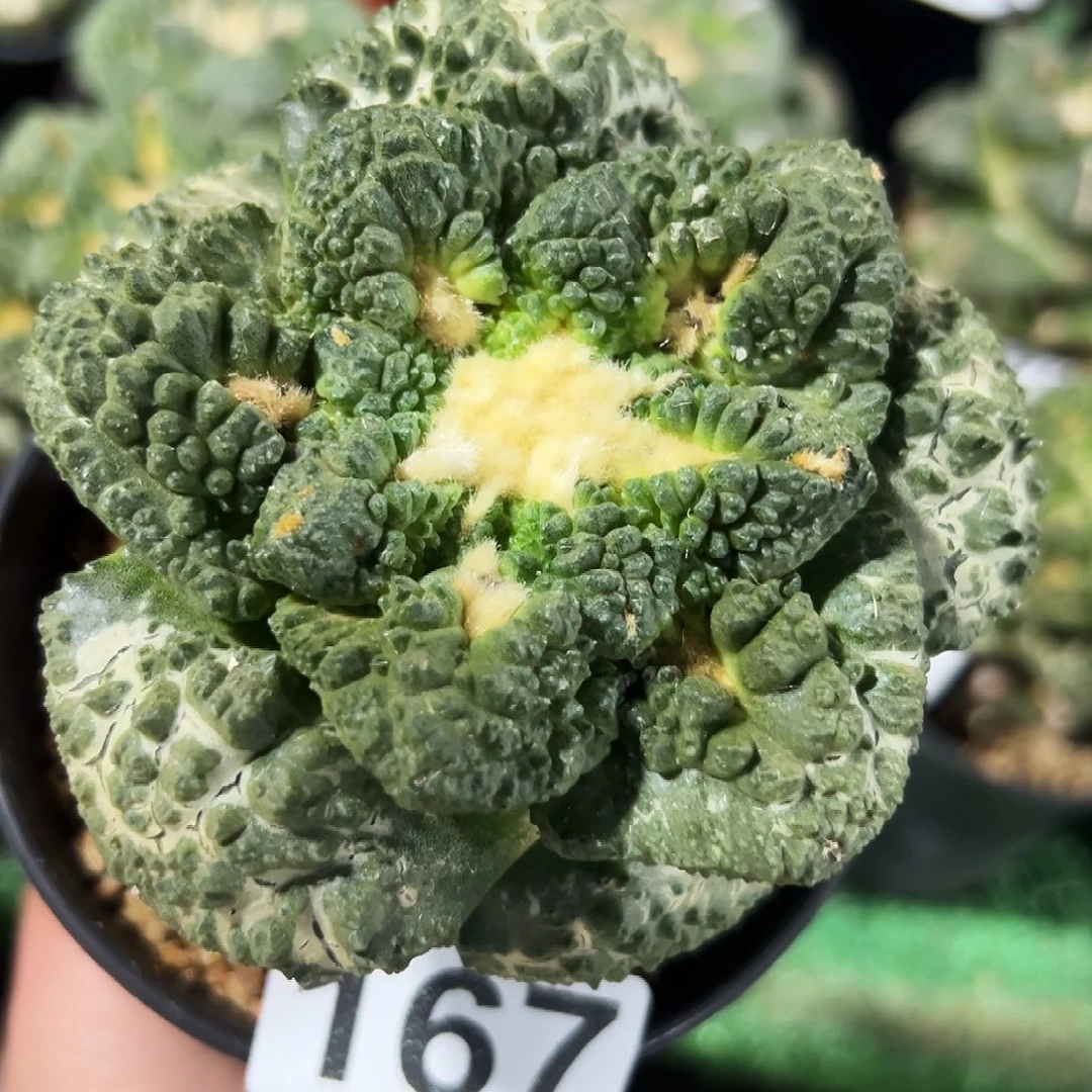无花朵福利大尤龟甲牡丹167