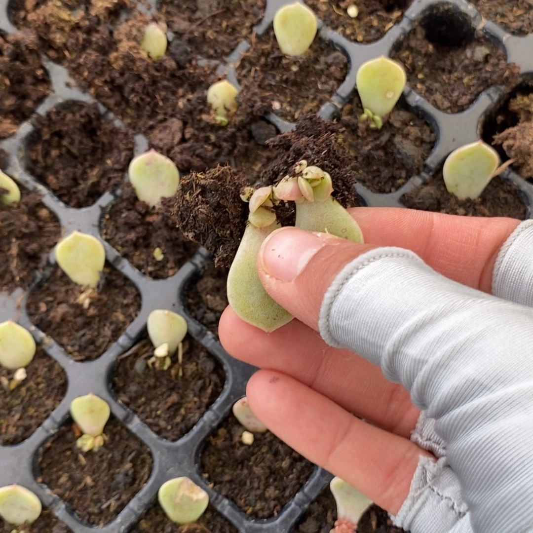 穴盘夜莺芽苗2颗多肉