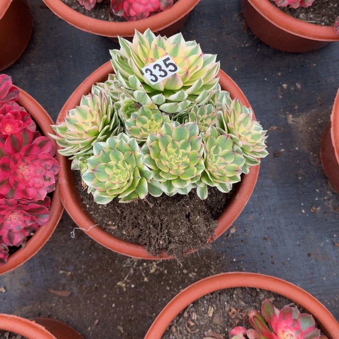荷***田335多肉植物伊丽莎白