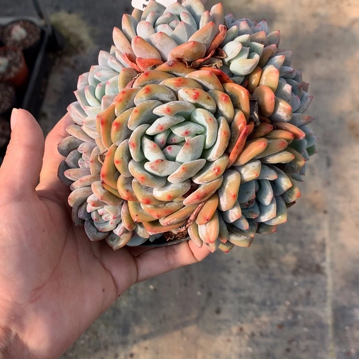 陌***绵121469嗯嗯嗯嗯嗯好喜欢