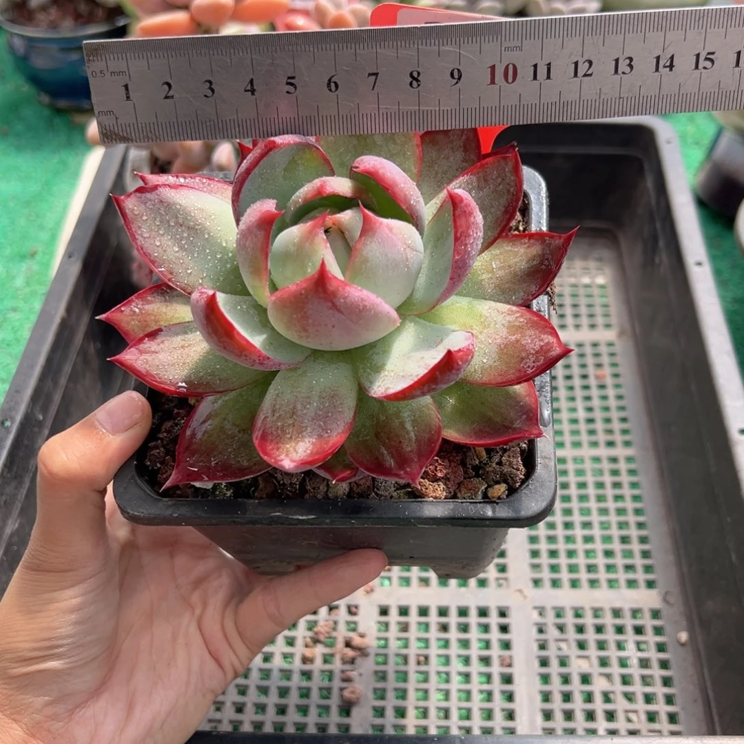 表妹精品多肉植物216.