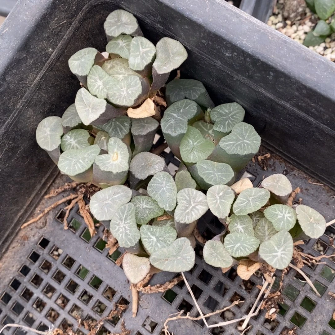 1932 一颗实生空明湖万象。福利。