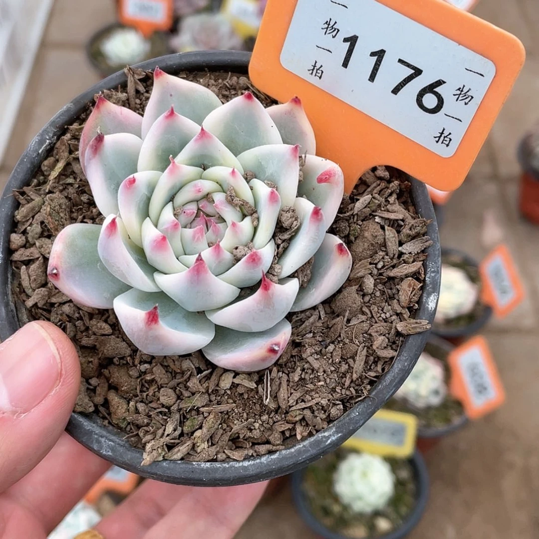 【闪购商品】1176号