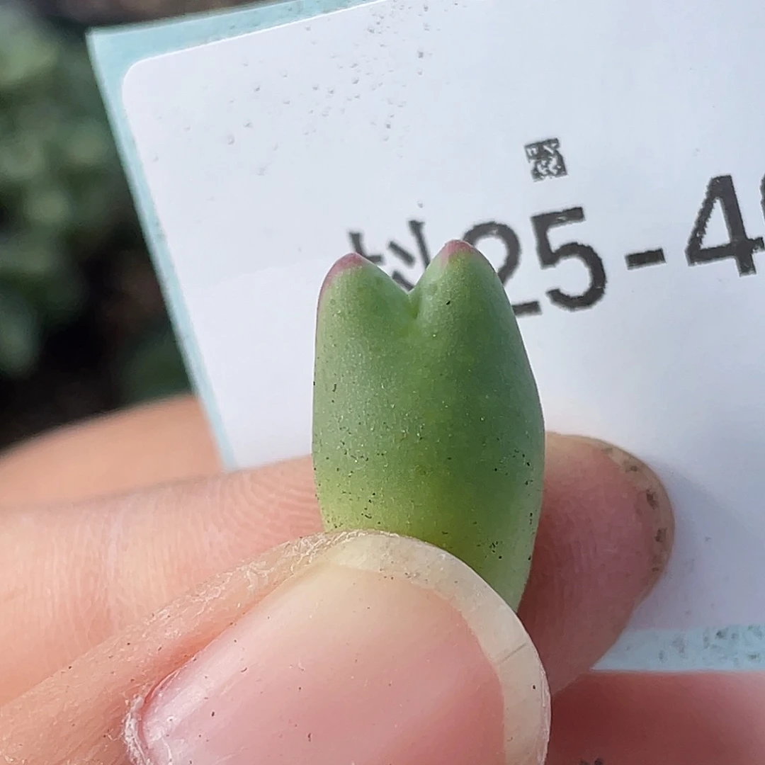 25-40比卡丘多肉植物