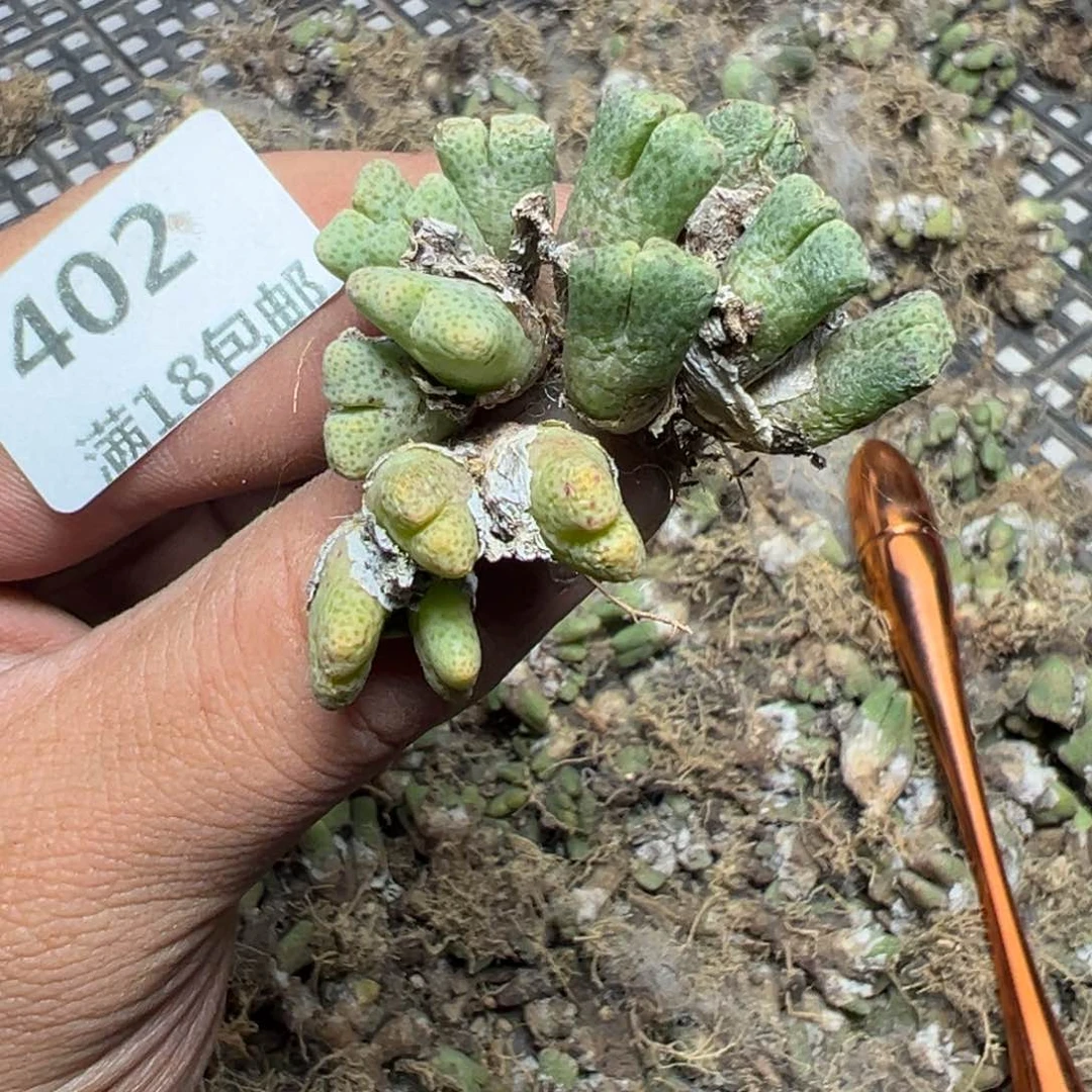 【闪购商品】 402。