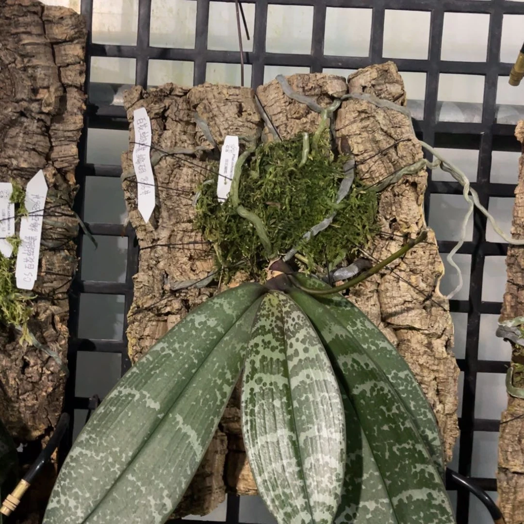完全开放蝴蝶兰蝴蝶兰