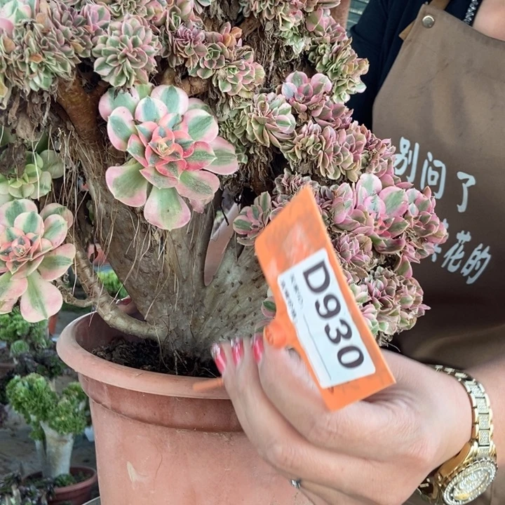 燕***子D930粉女巫粉女巫