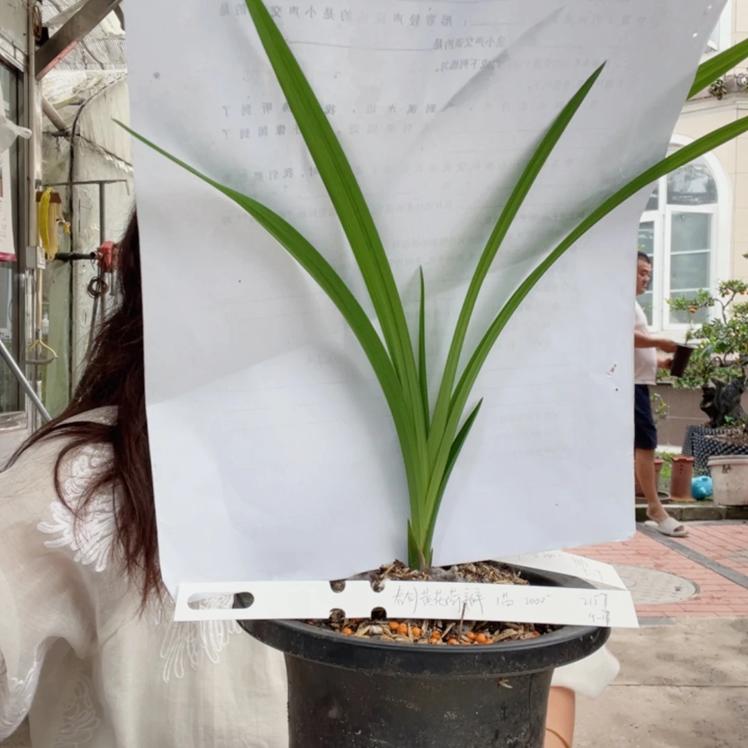 邢***邢完全开放春剑黄花荷瓣1苗寄养