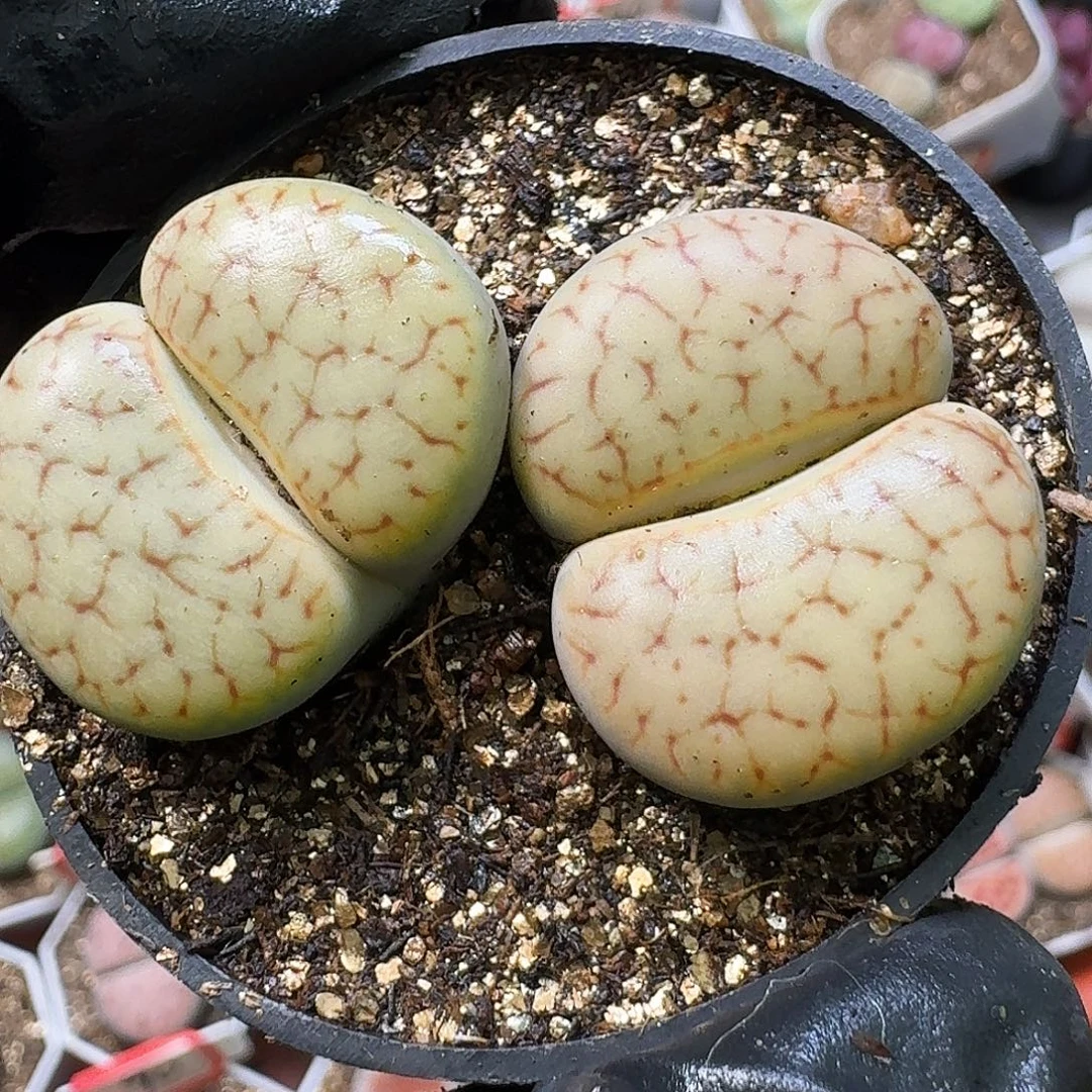 生石花111111。   352