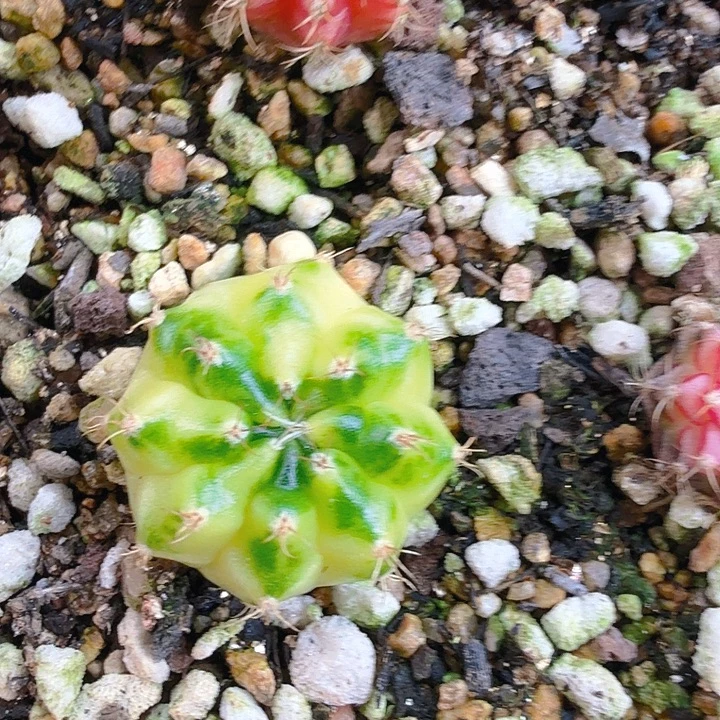 当前无花朵，栽培后可花朵