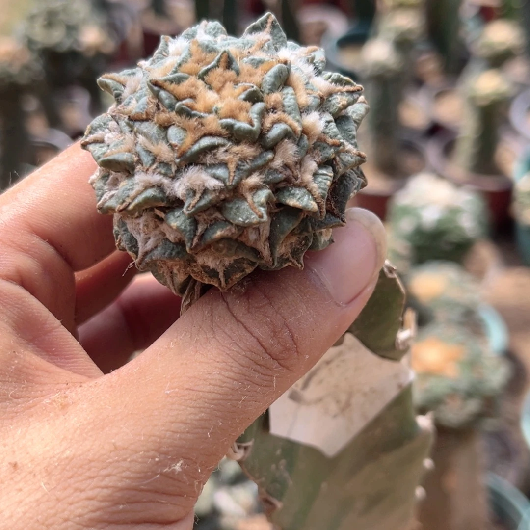 黑牡丹三角嫁接仙人球
