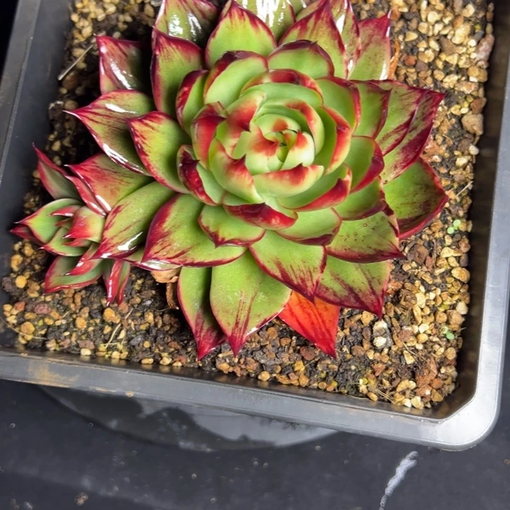 惊鸿仙子多肉植物