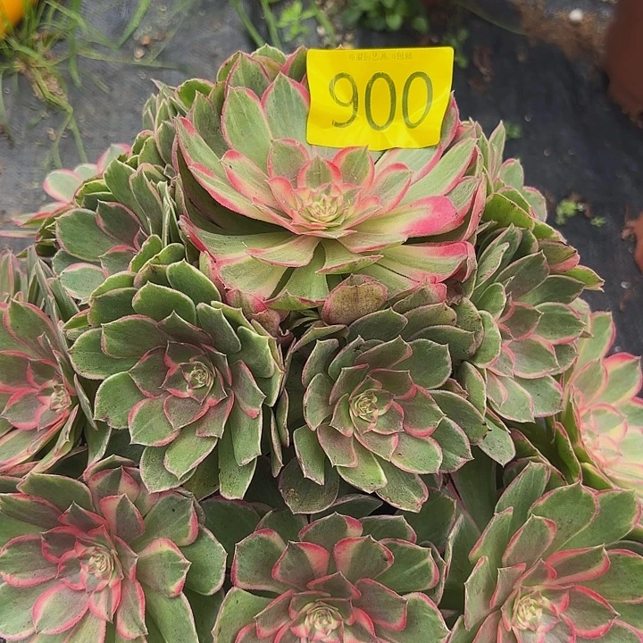 多肉植物福利900个