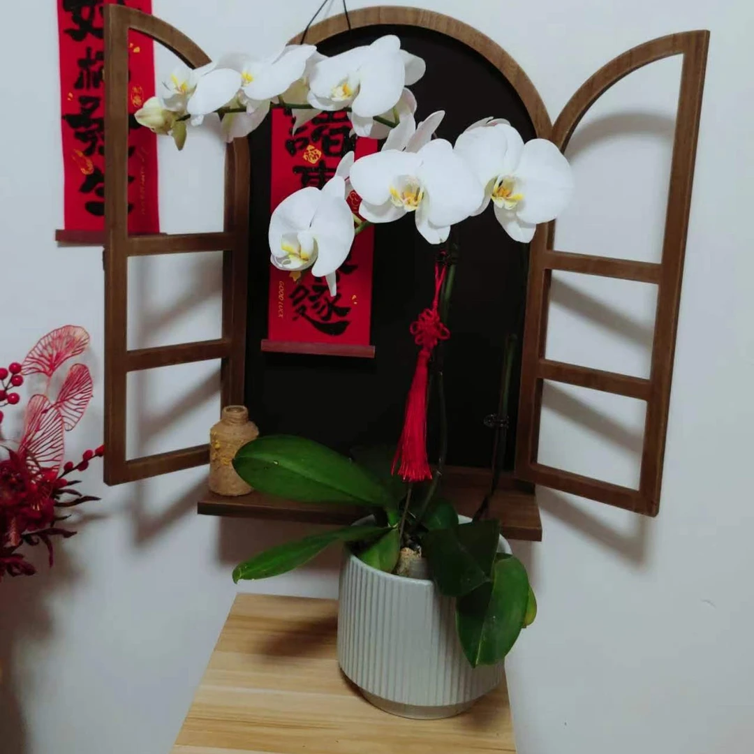 春节年宵花蝴蝶兰盆栽双株大白V3含高级陶瓷盆高度约63厘米