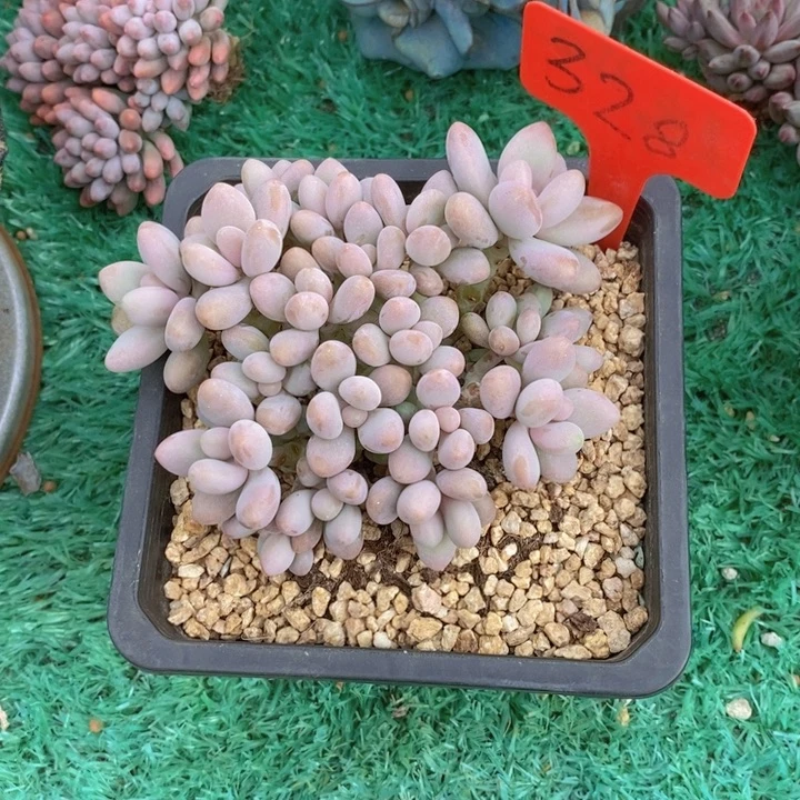 是不是很喜欢这个剧来着