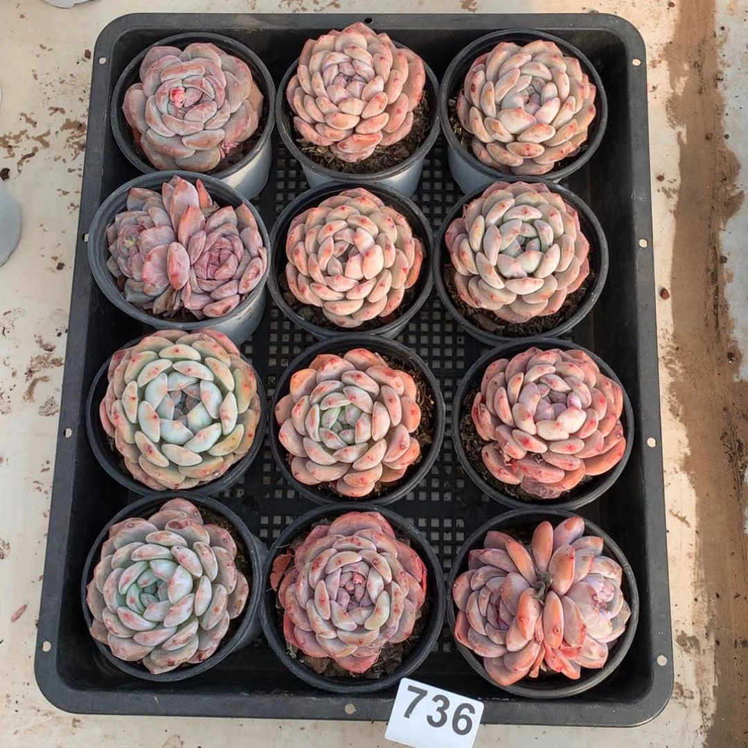 蓓*736橙子多肉植物组合