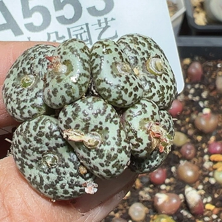 553号特价安贞xyxyxyxyxyz