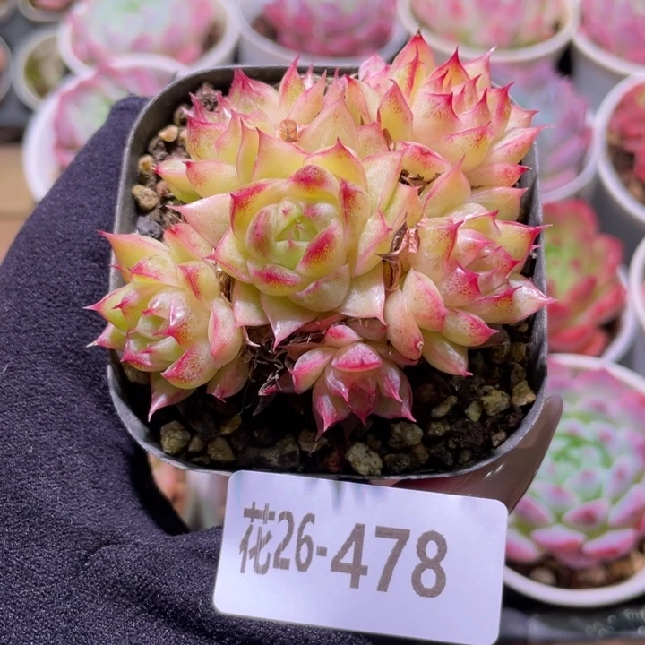 花利美26-478麦秆