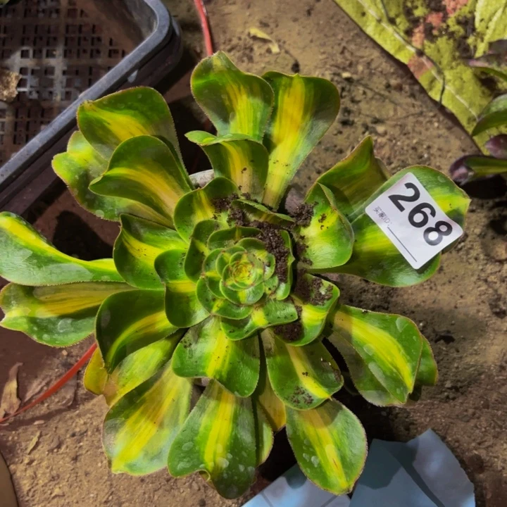 268暴君多肉植物不售后