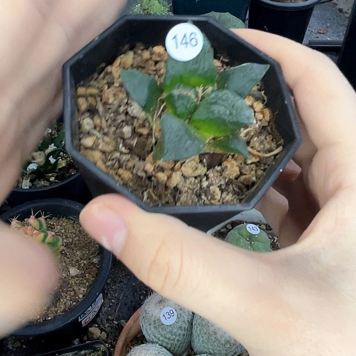 仙人球一物一拍实生