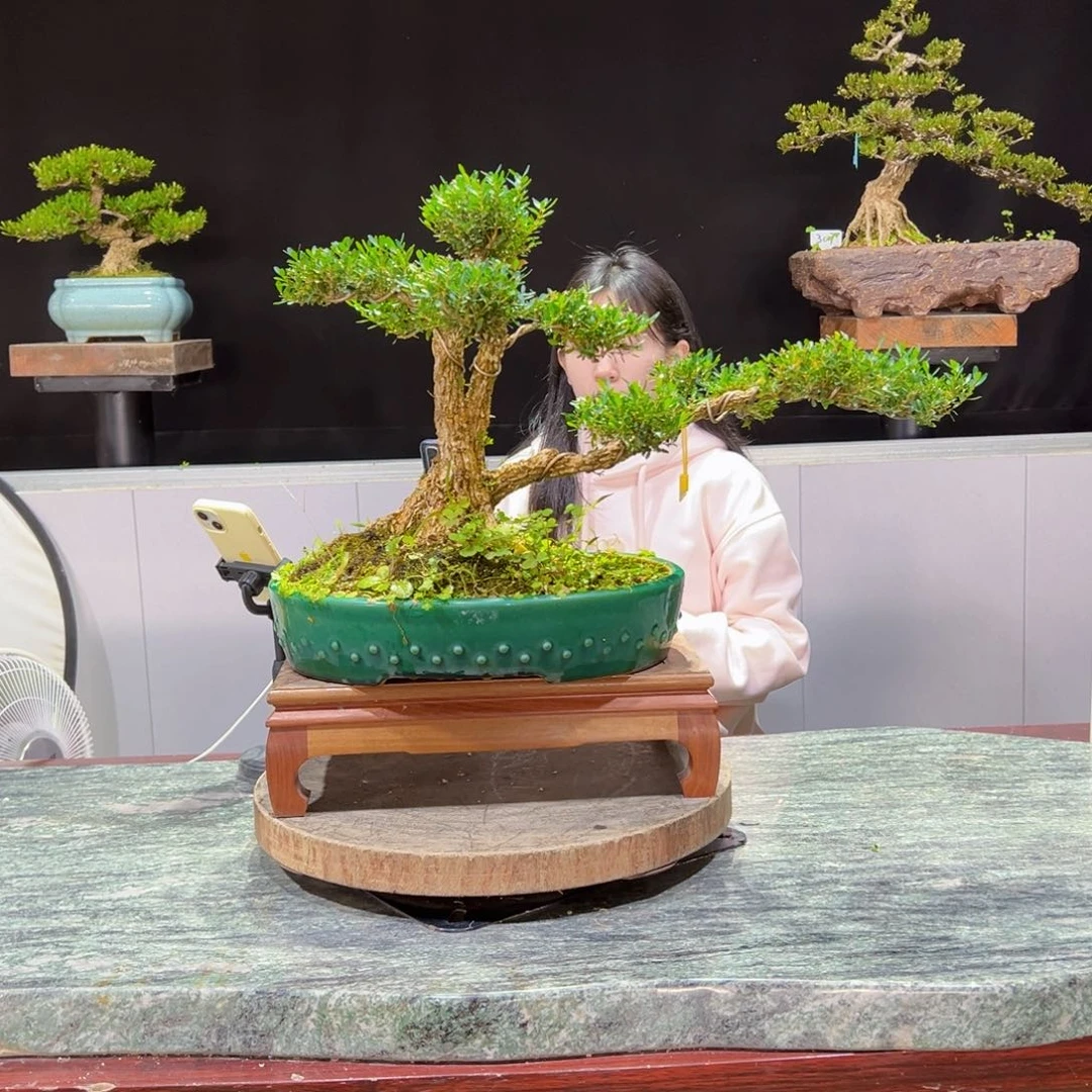 黄杨盆景黄杨盆景雀舌软枝