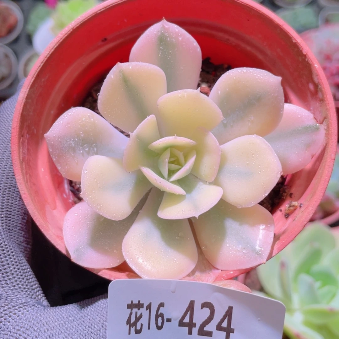花利美16-424鲁氏锦
